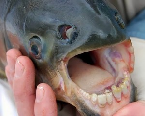 Aneh Tapi Nyata, Ada Ikan Bergigi Manusia di Amerika Selatan