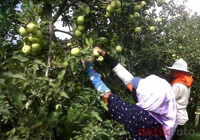 Ini Curhatan Petani Apel Malang yang Kebunnya Tertutup Abu Vulkanik