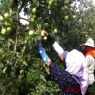 Ini Curhatan Petani Apel Malang yang Kebunnya Tertutup Abu Vulkanik