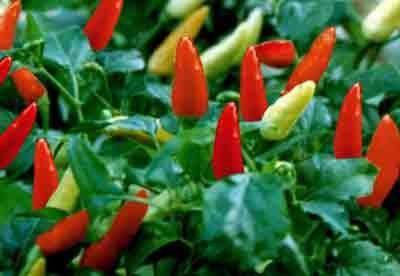 Baru Jadi Mendag, Lutfi Langsung Terancam Harga Cabai