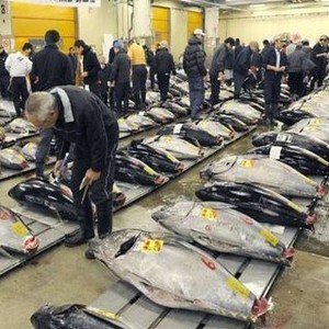 RI Jual Ikan Tuna Rp 6,7 Triliun/Tahun