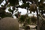 Harga Melon Petani Turun Karena Abu Kelud