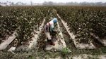 Harga Melon Petani Turun Karena Abu Kelud