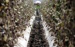 Harga Melon Petani Turun Karena Abu Kelud