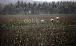 Harga Melon Petani Turun Karena Abu Kelud