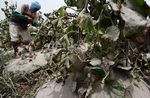 Harga Melon Petani Turun Karena Abu Kelud