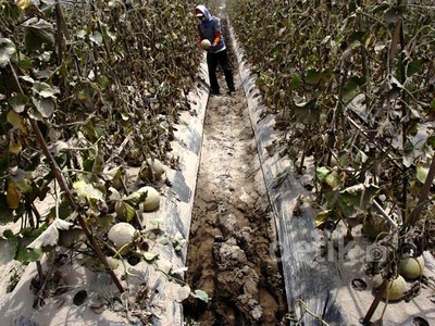Harga Melon Petani Turun Karena Abu Kelud