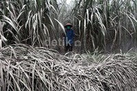 Darmanto (50), melihat kebun tebunya yang diselimuti abu Kelud.