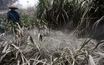 Abu Kelud Selimuti Perkebunan