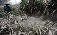 Darmanto (50), membersihkan abu Kelud di kebunnya.