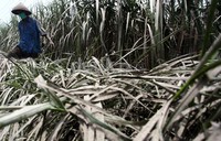 Daun tebu tampak memutih tertutup abu Kelud.