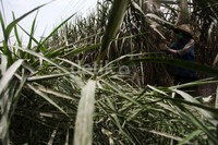 Para petani harus kerja ekstra untuk membersihkan abu vulkanik tersebut.