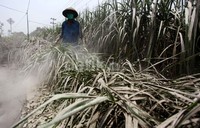 Darmanto (50), mengecek kebunnya yang diselimuti abu vulkanik Gunung Kelud.