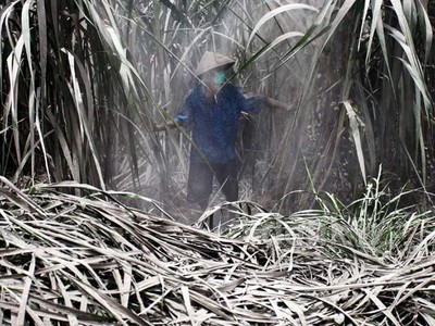 Abu Kelud Selimuti Perkebunan