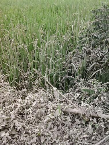 Gunung Kelud Meletus, Hatta: Lahan Pertanian Perlu Segera Diperbaiki