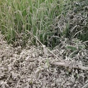 Gunung Kelud Meletus, Hatta: Lahan Pertanian Perlu Segera Diperbaiki