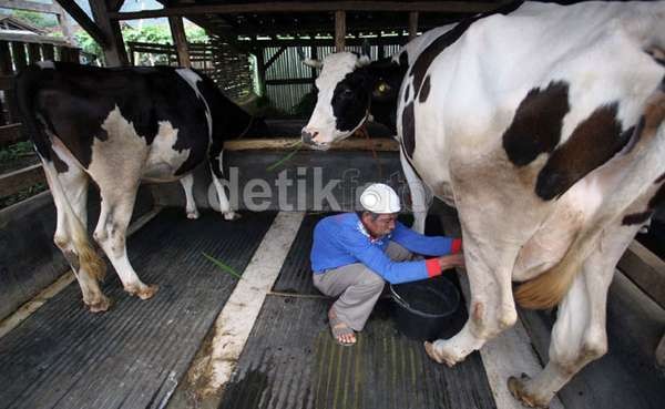 Pasokan Susu Tak Ada, Omzet Rp 300 Juta/Hari Melayang