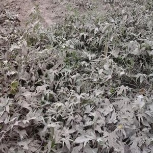 Kasihan, Harga Sayur Petani Turun Karena Abu Gunung Kelud