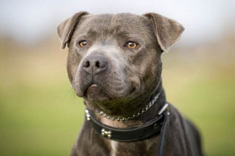 Perempuan Inggris Ini Shock Temukan Video Pacarnya Bercinta dengan Anjing