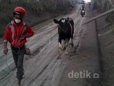 Warga Munjung Kembali Selamatkan Ternak