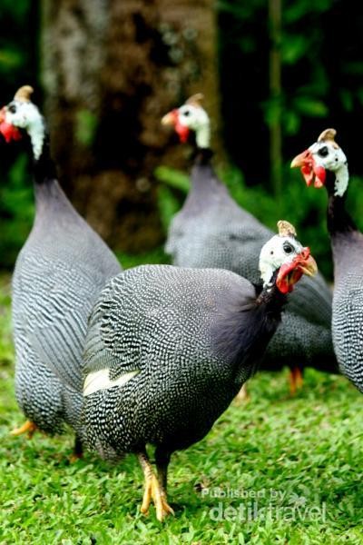 Atraksi Burung Lucu Di Bali Bird Park
