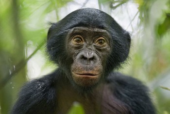     Juara ketiga Nature Stories dimenangkan Christian Zuegler dari Jerman, menampilkan hewan bonobo usia 5 tahun di Kongo.