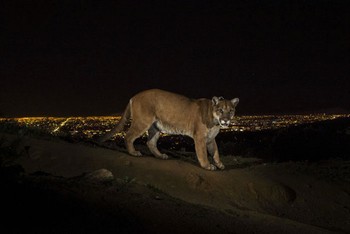 Juara pertama Nature Stories dimenangkan oleh Steve Winter asal Amerika Serikat. Menampilkan seekor macan Amerika sedang berjalan dengan latar belakang kota Los Angeles.
