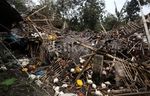 Abu Vulkanik Kelud Rusak Peternakan Ayam