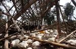 Abu Vulkanik Kelud Rusak Peternakan Ayam