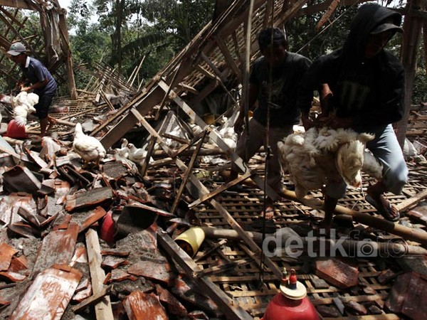 Abu Vulkanik Kelud Rusak Peternakan Ayam