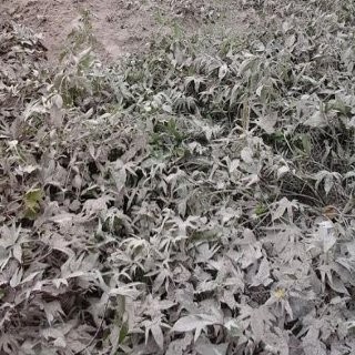 Kerusakan Lahan Pertanian di Kabupaten Malang Capai Rp 134 Miliar