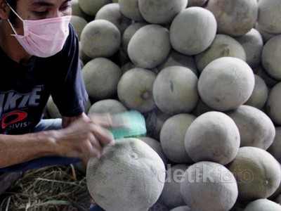 Terkena Abu Vulkanik, Harga Melon Turun