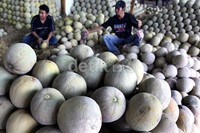 Akibat terkena abu vulkanik Gunung Kelud harga nilai jual melon di Pasar Induk Kramat Jati, Jakarta, Senin (17/02), menjadi turun.
