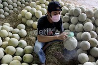 Para pedagang buah di Pasar Induk Kramat Jati, Jakarta, harus ekstra kerja untuk membersihkan buah melon yang terken abu vulkanik, sebelum dijual.