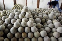 Buah melon yang terkena abu vulkanik, berasal dari daerah Jogyakarta yang didistribusikan langsung ke Pasar Induk Kramat Jati, Jakarta.