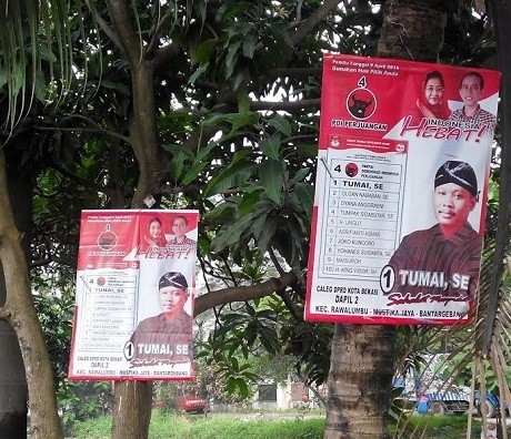 Ribuan Caleg Penunggu Pohon di Jakarta Utara Dibasmi
