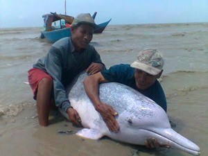 Lumba-Lumba Putih Langka Mati Tersangkut Jaring Ikan Nelayan di Kalbar