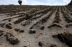 Material Vulkanik Kelud Rusak Lahan Perkebunan