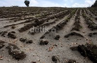 Lahan perkebunan di Desa Ngancar, Kecamatan Ngancar, Kediri rusak.