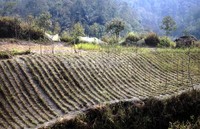 Lahan perkebunan rusak diterjang material vulkanik.