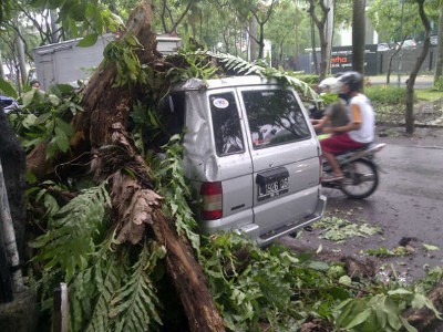 Mobil Ini Ringsek Tertimpa Pohon