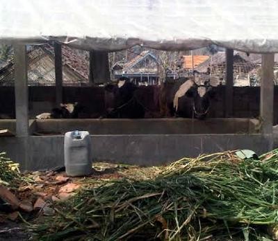 Kurang Pakan, Sapi Perah Pengungsi Kelud Tak Bersusu