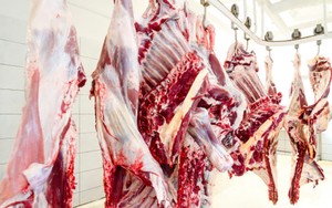 Inilah Proses Penyembelihan Sapi Bersertifikat Halal di Australia