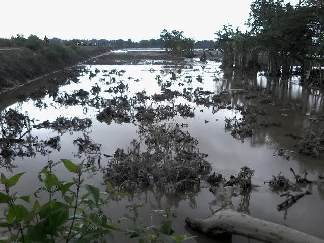 Petani Bingung karena Sawahnya Jadi Seperti Ini Akibat Lahar Dingin Kelud