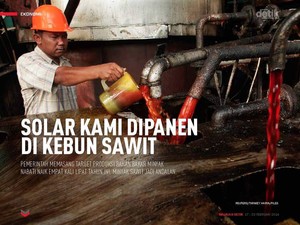 Solar Kami Dipanen di Kebun Sawit