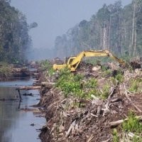 Puluhan Ribu Hektar Hutan Bakal Diubah Jadi Jalan Tol Hingga Permukiman