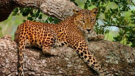 Tragis! Bocah India Tewas Diserang Macan Tutul Saat ke Toilet