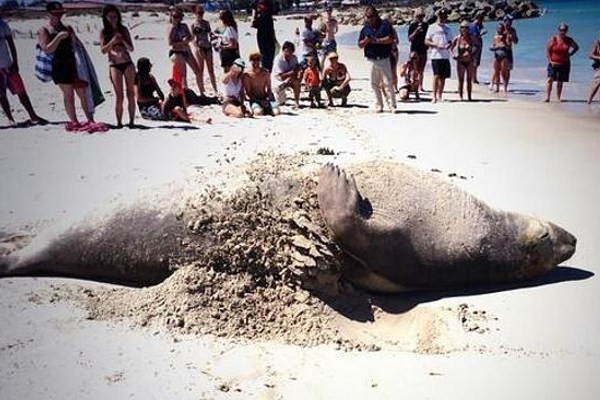 Lucunya, Anjing Laut Ini Berjemur Seperti Turis