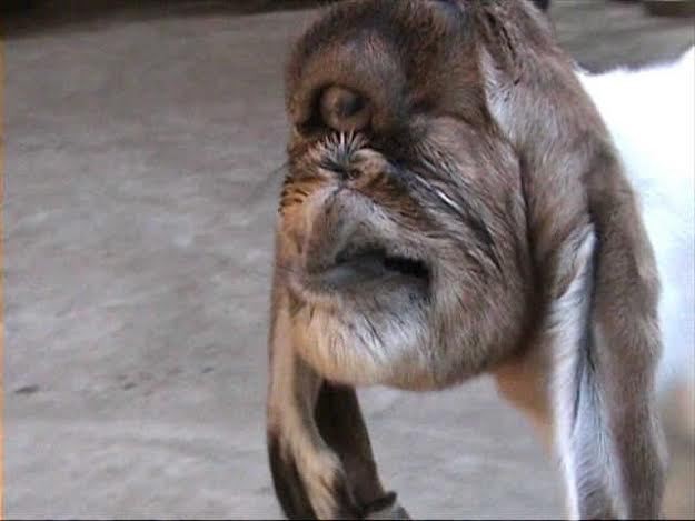 Anak Kambing Cyclops Hebohkan Warga Bantul