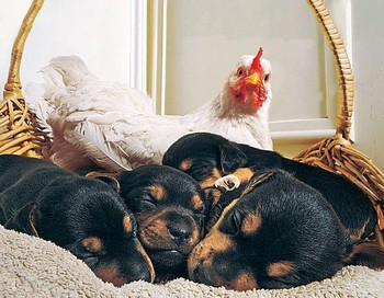 Seeokar ayam betina terlihat seperti menjaga anak-anak anjingnya yang sedang tertidur pulas. (kredit foto: Adam Harnett/Carters News Agency)